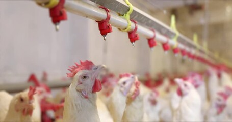 Chicken farm, eggs and poultry production. chickens drink water and eat. Gimbal shot, close up indoors footage, slow motion