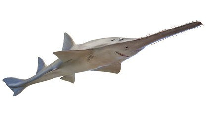 Fototapeta na wymiar 3d illustration of a sawfish