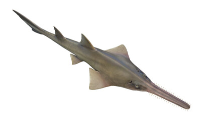 3d illustration of a sawfish