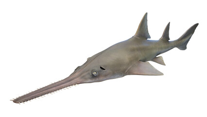 3d illustration of a sawfish