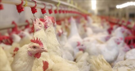 Chicken farm, eggs and poultry production. chickens drink water and eat. Gimbal shot, close up indoors footage, slow motion