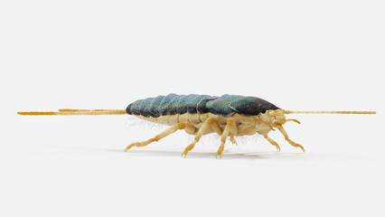 3d illustration of a silverfish