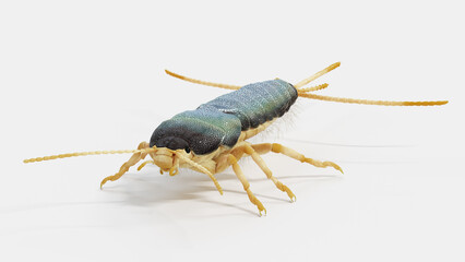 3d illustration of a silverfish