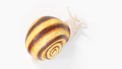 3d illustration of a snail
