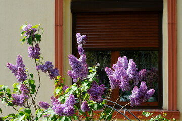 Lilac blooming bush with purple flowers in the sunlight in the garden in front of house window in spring
