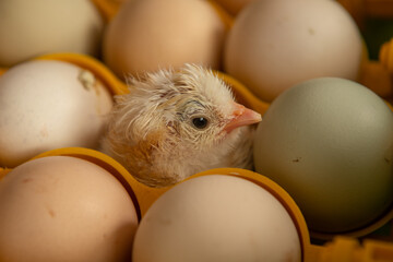 The first day of a chicken just hatched from a little farm incubator. First day of a chicken....