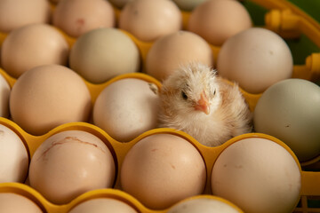 The first day of a chicken just hatched from a little farm incubator. First day of a chicken....
