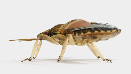 3d illustration of a stink bug