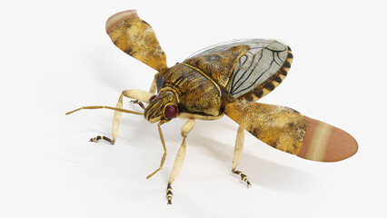 3d illustration of a stink bug