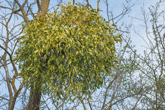 The oak tree mistletoe (Loranthus europaeus).