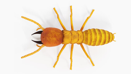 3d illustration of termite
