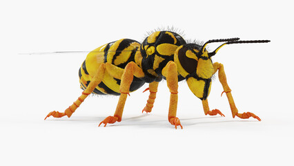 3d illustration of vespula squamosa