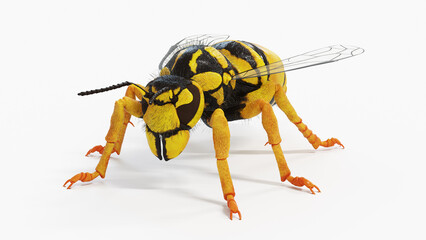 3d illustration of vespula squamosa