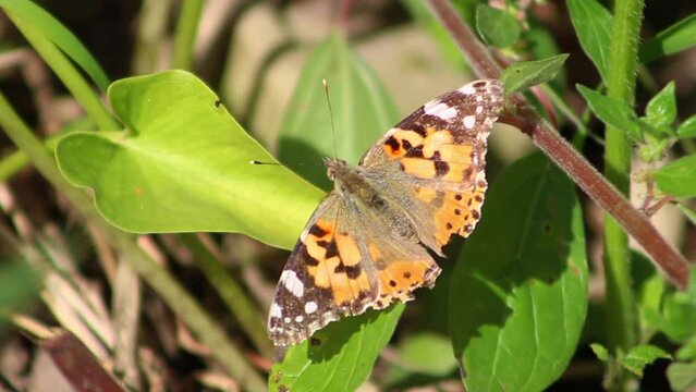 Butterfly (Vanessa cardui or painted lady) on green leaves in garden. Summer or spring time concept idea. Known as 'diken kelebegi' in Turkish.