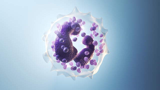 3d illustration of a basophil