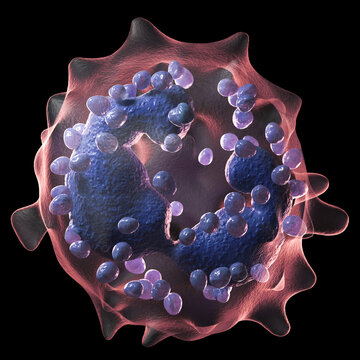 3d illustration of a basophil
