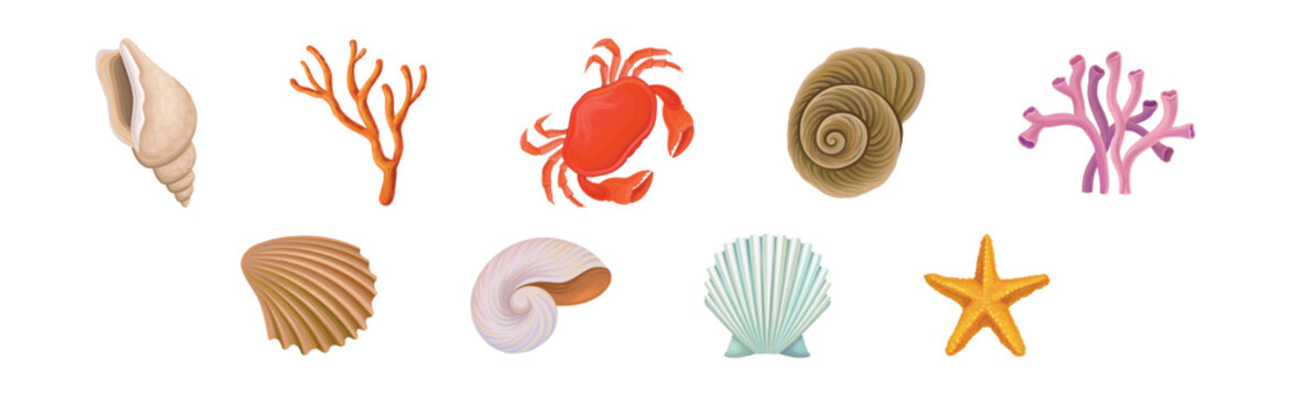 Sea Shell, Crab and Coral as Aquatic Object Vector Set