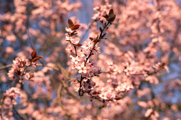 cherry blossom in the spring