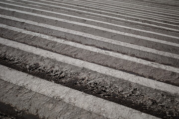 Row of soil mound, preparing soil for Agricultural field to grow plant.