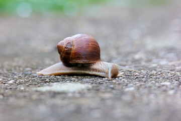 A snail crawls on ground  from left to right on a spring morning in Siebenbrunn near Augsburg, Germany