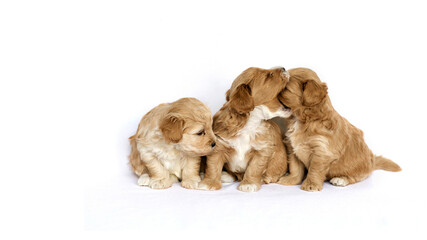 Maltipu puppies in front of a white background.