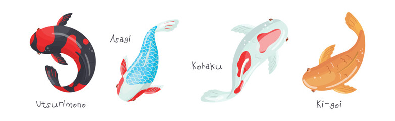 Different Koi Fish Swimming View From Above Vector Set