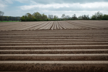 Row of soil mound, preparing soil for Agricultural field to grow plant.