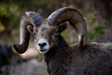 A bighorn mountain sheep in British Columbia