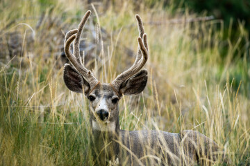 White-tailed deer in an open field