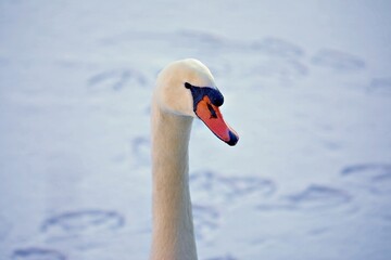 Fototapeta premium Schwan im Winter