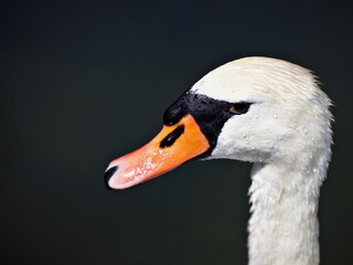 Portrait Schwanenkopf