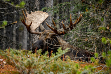 Bull moose in the forest