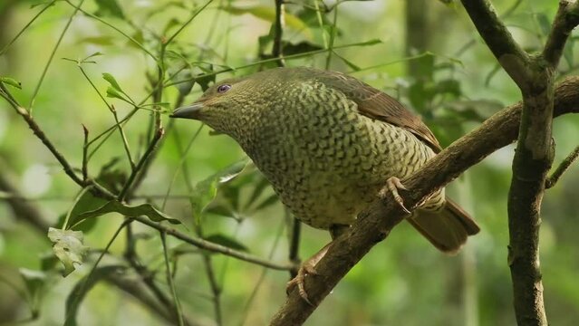 Female of Satin Bowerbird - Ptilonorhynchus violaceus a bowerbird endemic to eastern Australia, hybrid between satin and regent bowerbird is Rawnsley's bower, green brown body and blue eyes.
