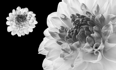 Fototapeta na wymiar black and white photograph of a dahlia