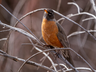 American Robin in tree