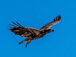 Juvenile American Bald Eagle in Flight