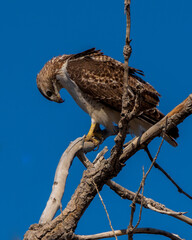 Red-Tailed Hawk