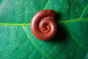 Diplopoda millipede rolled into a circle on plant leaves