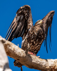 Juvenile American Bald Eagle