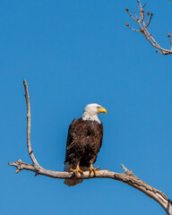 American Bald Eagle