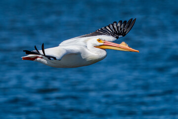 Fototapeta na wymiar American White Pelican in flight