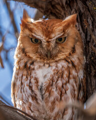 Eastern Screech Owl Red Morph 