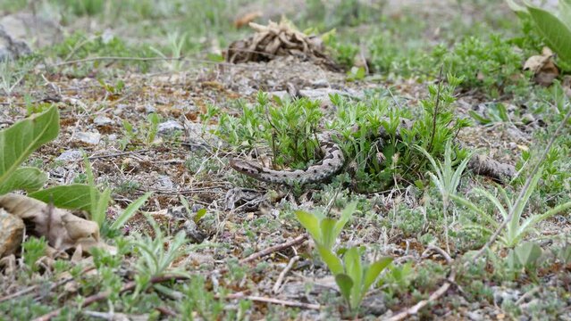 Nose-Horned Viper male in natural habitat (Vipera ammodytes)