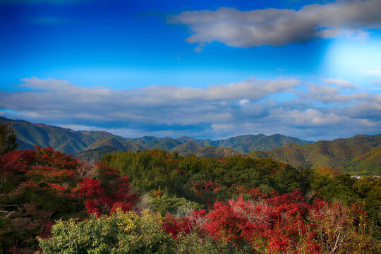 autumn landscape with mountains and blue sky, Red Leaves