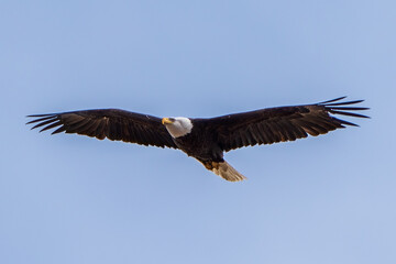 American Bald Eagle in flight