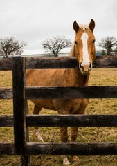 Horse at the farm