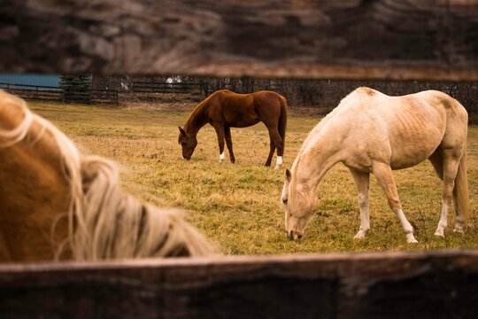 Horses in a Field