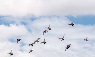 palomas en vuelo