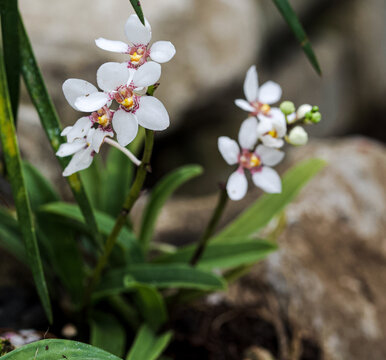 Beautiful close-up of a sarcochilus fitzgeraldii flower