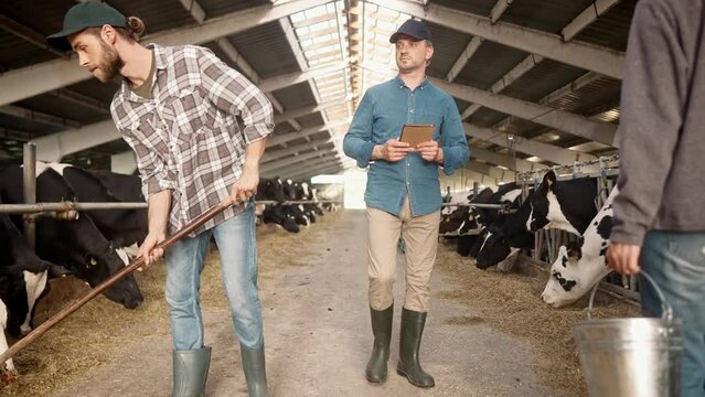 Handsome Caucasian farmer walking on shed while workers caring after cows and cleaning barn. Busy man using tablet device controlling, checking quality. Concept of technology and farming.